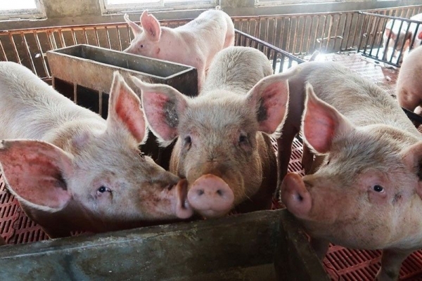 필리핀 돼지사육장(출처_PHILSTAR)